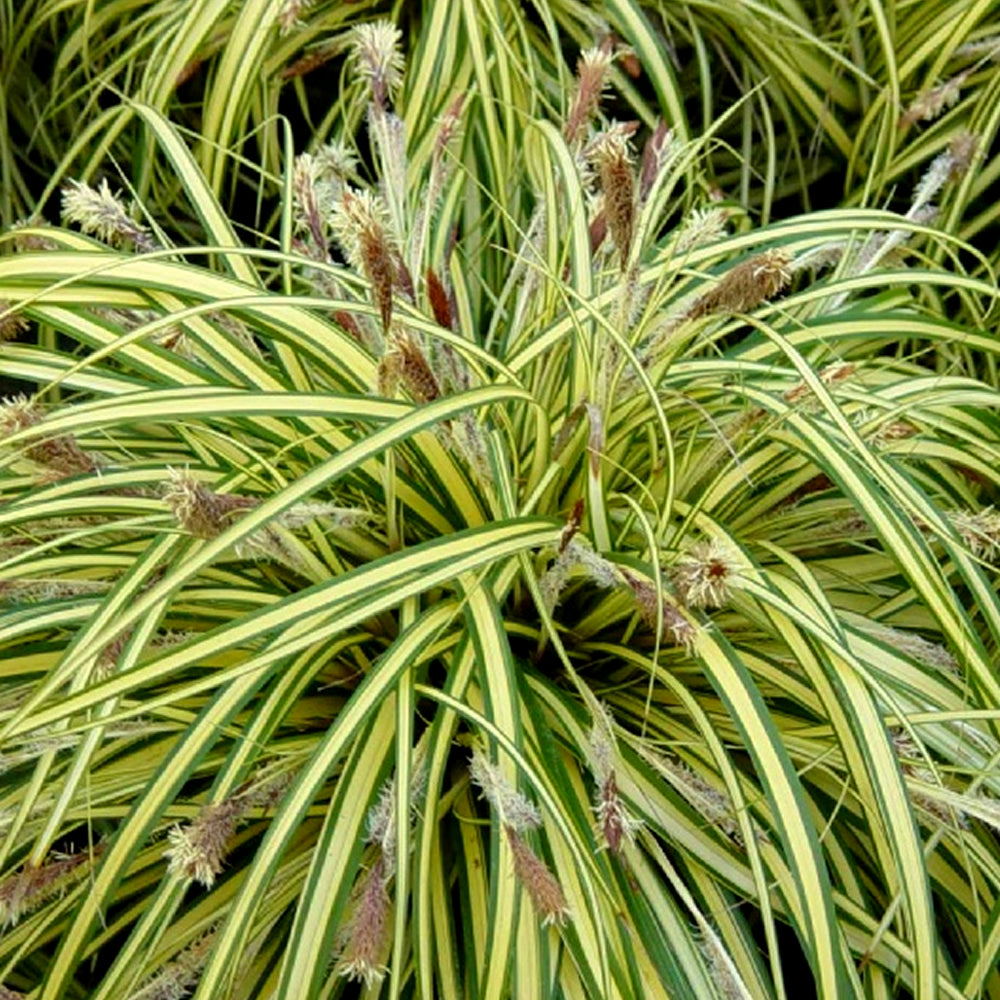 Carex Evergold (9cm)