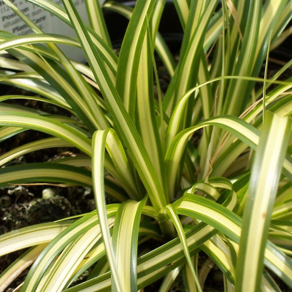 Carex Evergold (9cm)