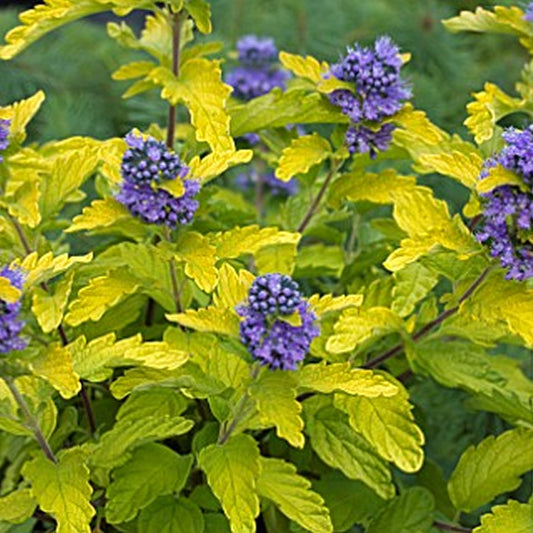 Caryopteris Hint of Gold (9cm)