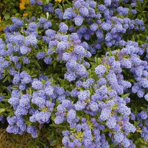 Ceanothus Autumnal Blue (9cm)