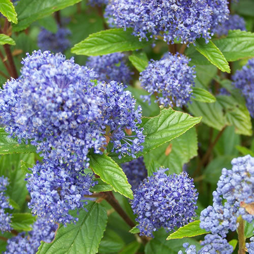 Ceanothus Autumnal Blue (9cm)