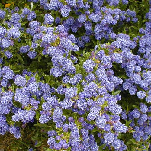 Ceanothus Blue Mound (9cm)