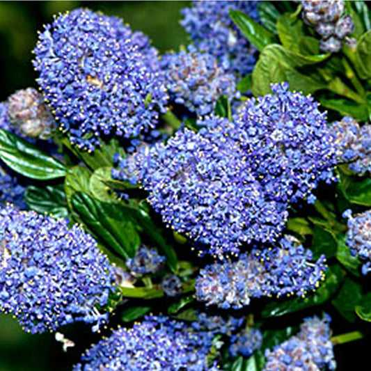 Ceanothus Burkwoodii (9cm)