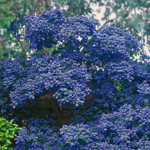 Ceanothus Concha (9cm)