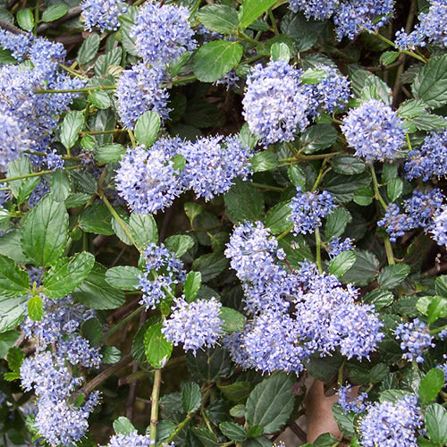 Ceanothus Repens (9cm)