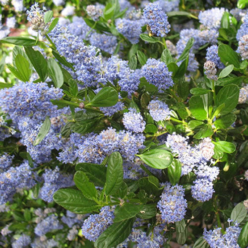 Ceanothus Skylark (9cm)