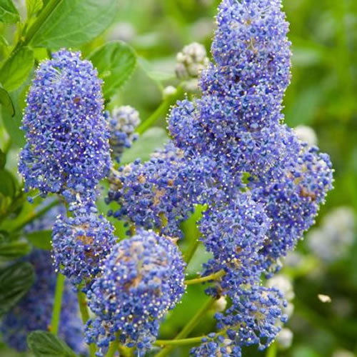 Ceanothus Skylark (9cm)