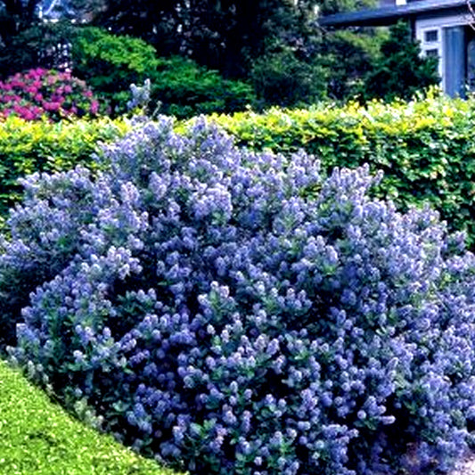 Ceanothus Yankee Point (9cm)
