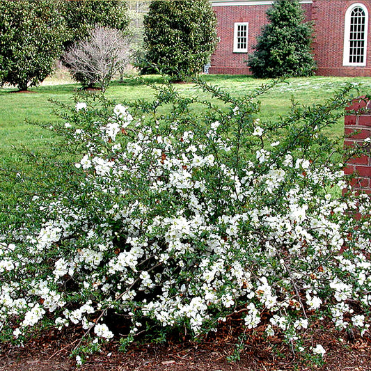 Chaenomeles Jet Trail (9cm)