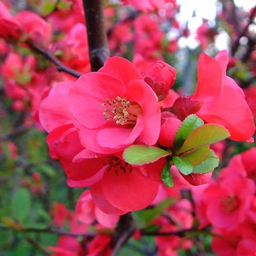 Chaenomeles Pink Lady (9cm)