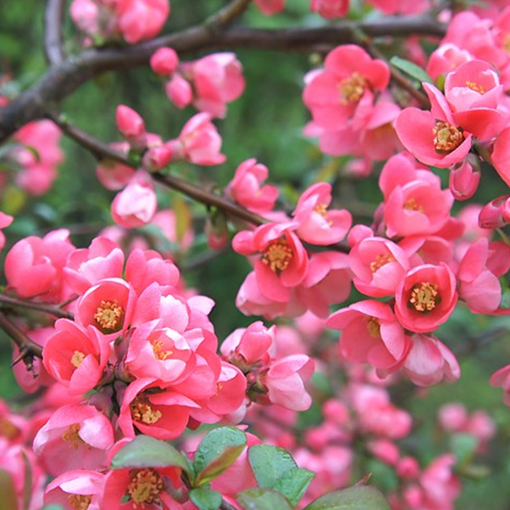 Chaenomeles Pink Lady (9cm)