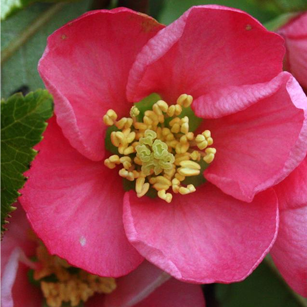 Chaenomeles Pink Lady (9cm)