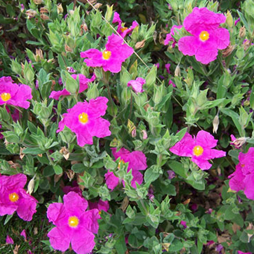 Cistus Sunset (9cm)