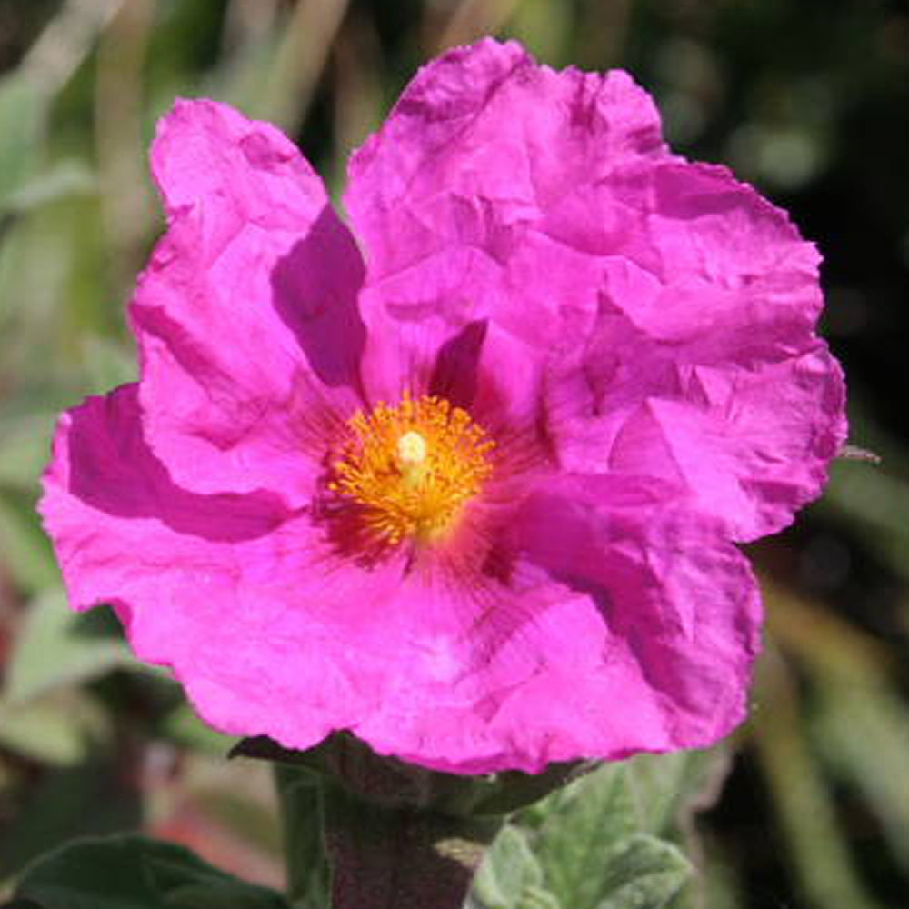 Cistus Sunset (9cm)