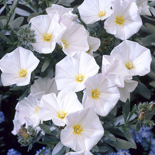Convolvulus Cneorum (9cm)