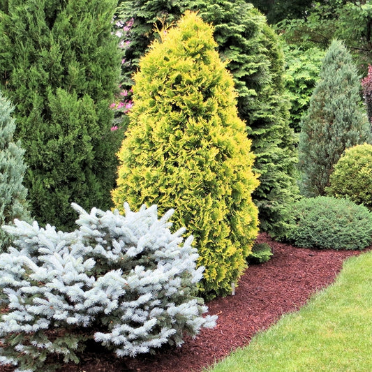 Conifer Mix (9cm, Carry Six Pack)