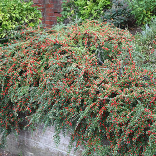 Cotoneaster Horizontalis (9cm)