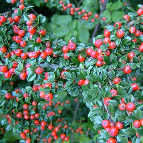 Cotoneaster Horizontalis (9cm)