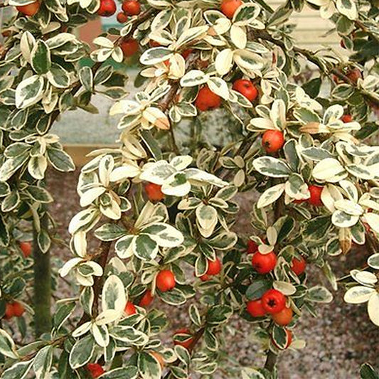 Cotoneaster Variegatus (9cm)