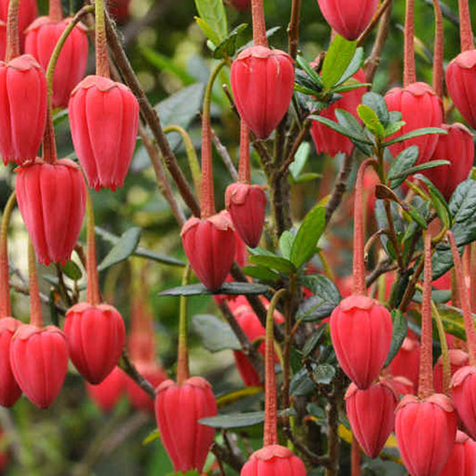Crinodendron Hookerianum (9cm)