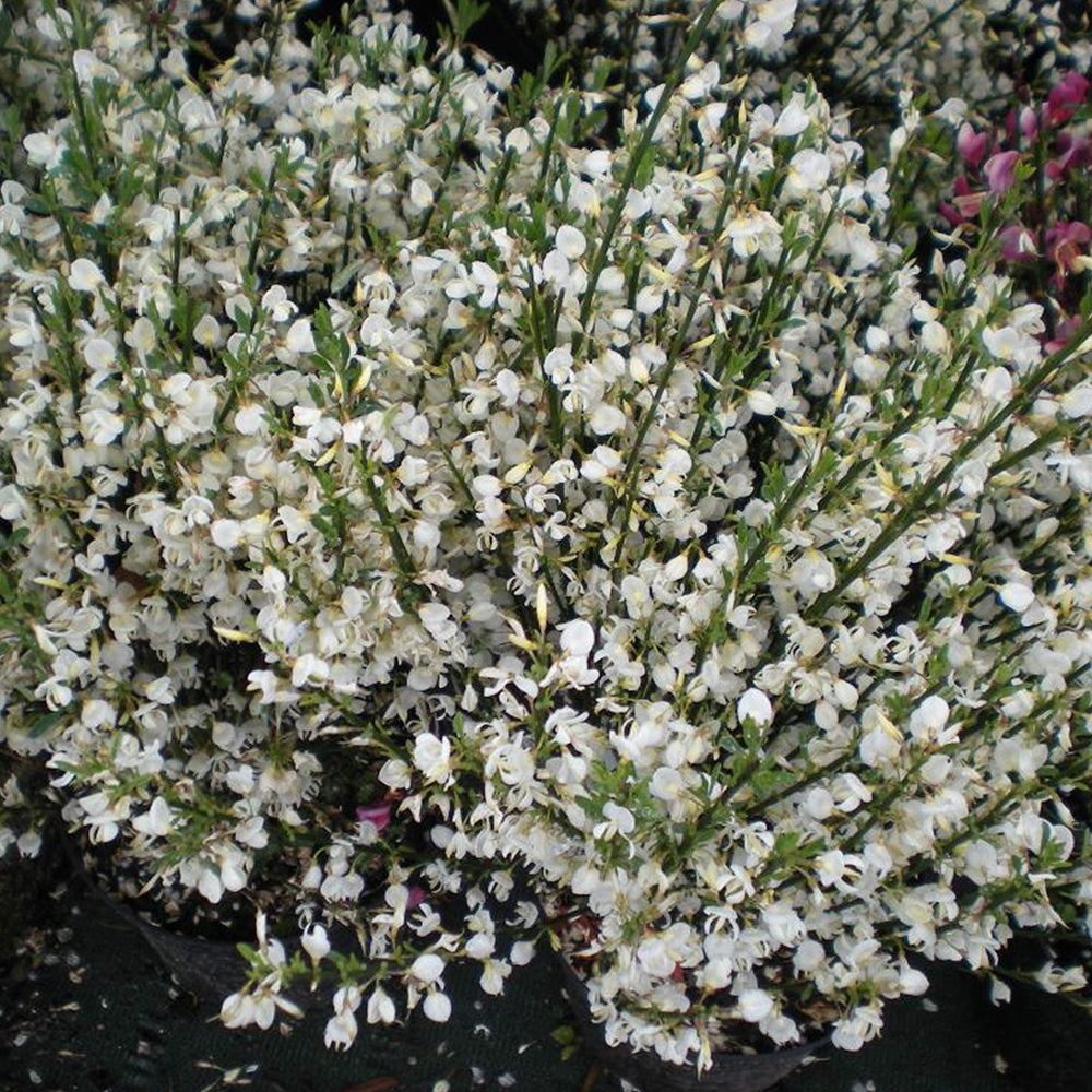 Cytisus Albus (9cm)