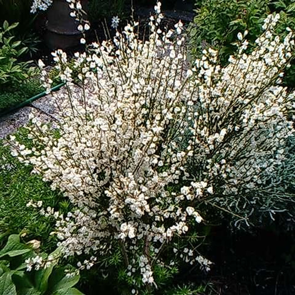 Cytisus Albus (9cm)