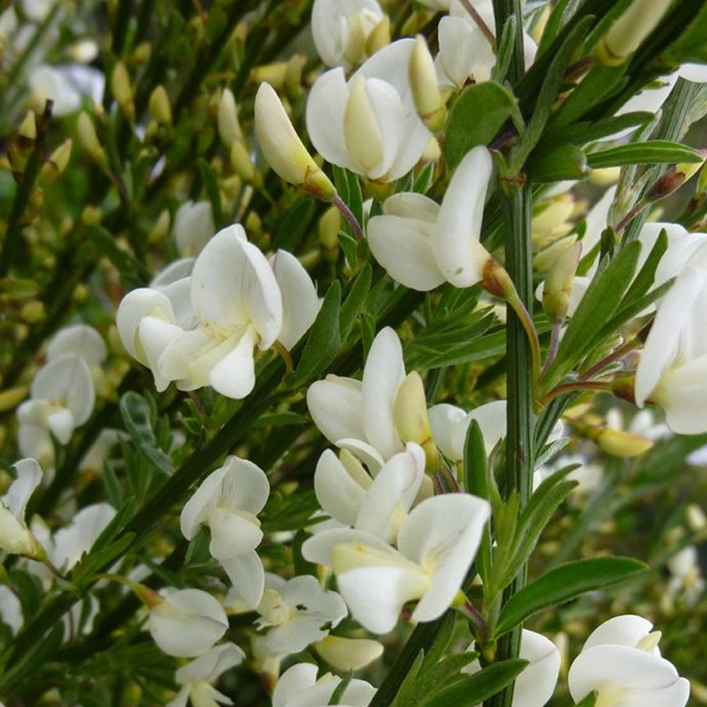 Cytisus Albus (9cm)