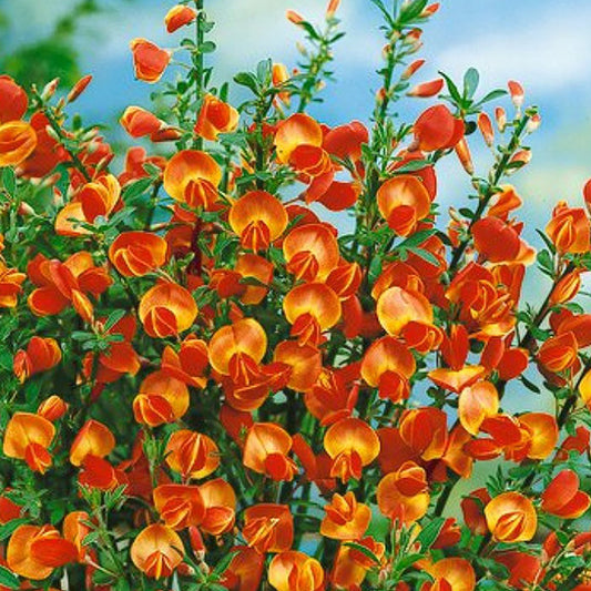 Cytisus Lena (9cm)