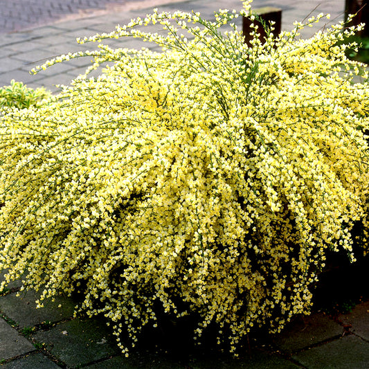 Cytisus Praecox (9cm)