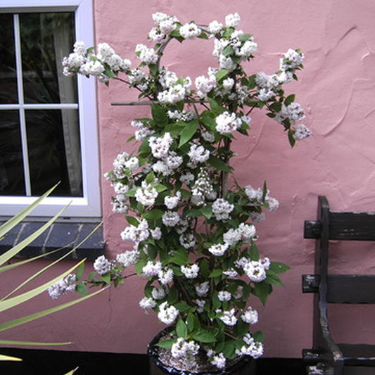 Deutzia Mont Rose (9cm)