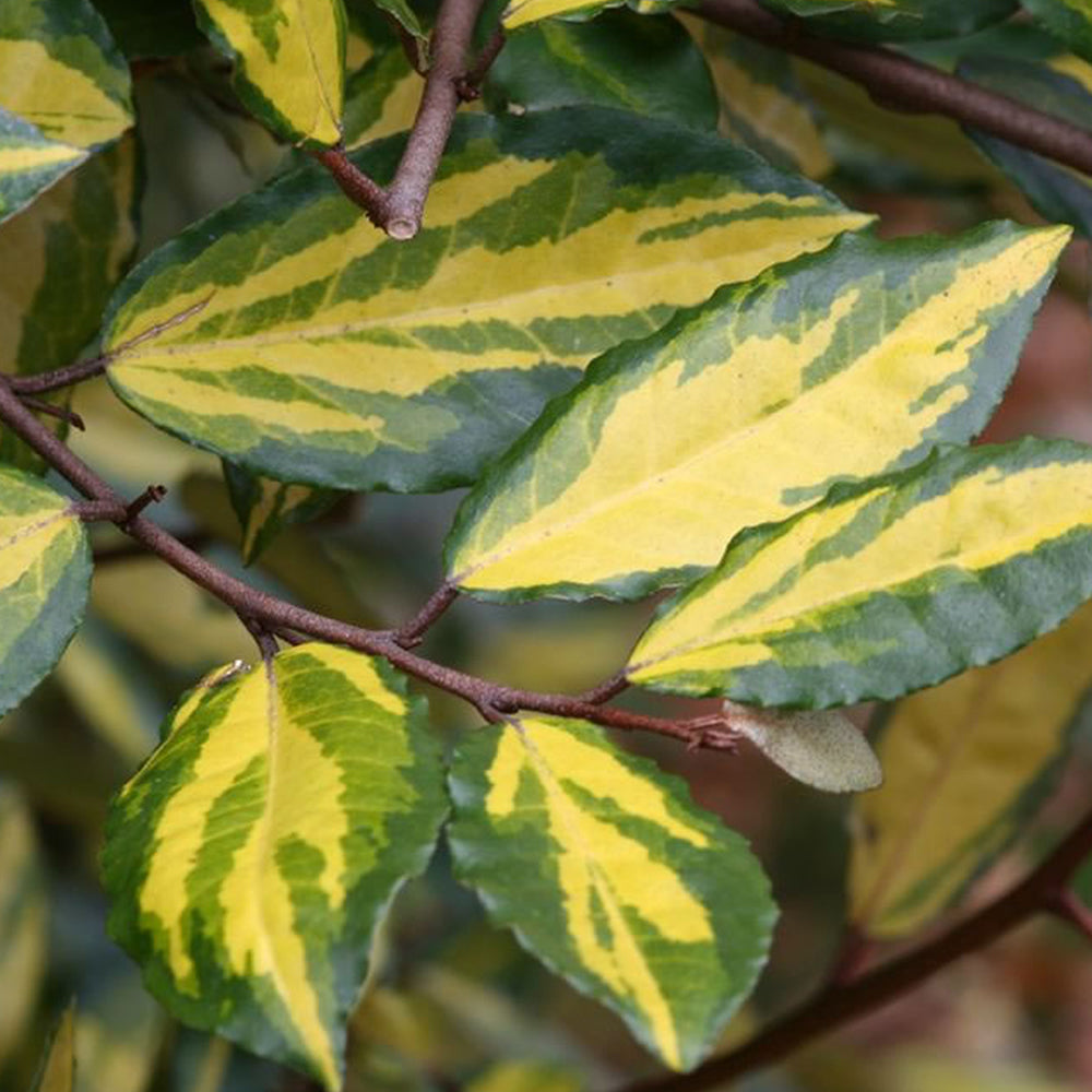 Elaeagnus Maculata (9cm)