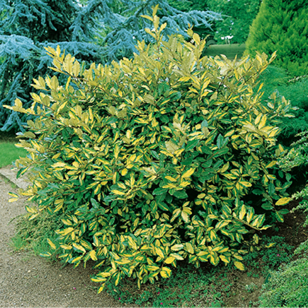 Elaeagnus Maculata (9cm)