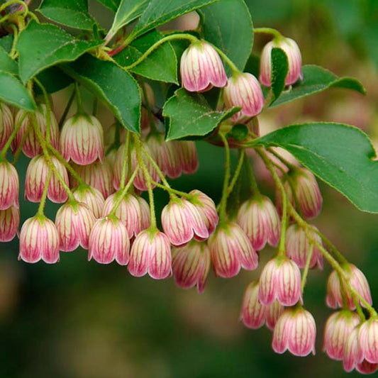 Enkianthus Campanulatus (9cm)