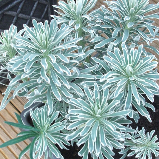 Euphorbia Glacier Blue (9cm)