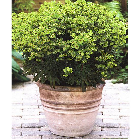 Euphorbia Mini Martini (9cm)