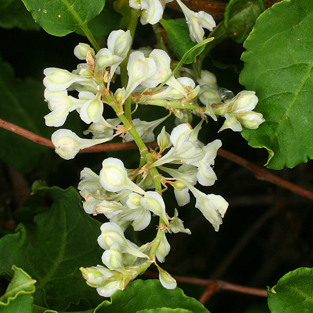 Fallopia Baldschuanica (9cm)