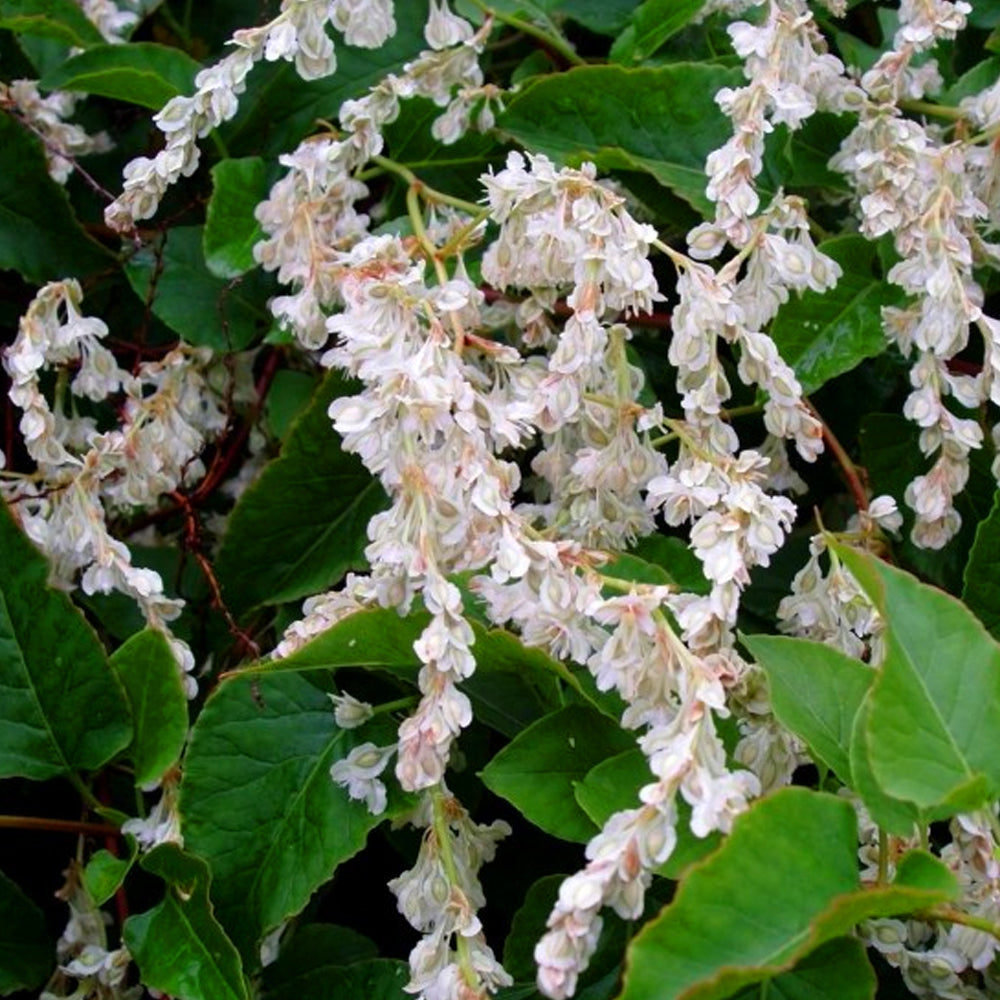 Fallopia Baldschuanica (9cm)