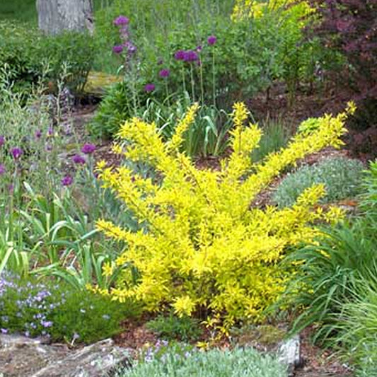 Forsythia Golden Times (9cm)