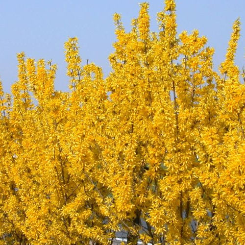 Forsythia Lynwood (9cm)