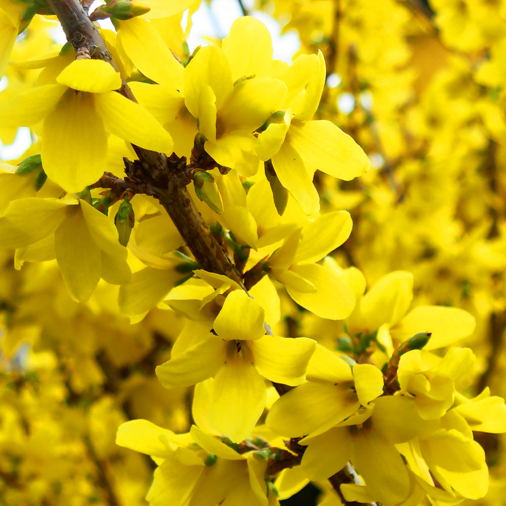 Forsythia Nimbus (9cm)