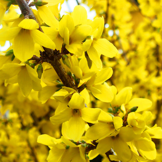 Forsythia Nimbus (9cm)
