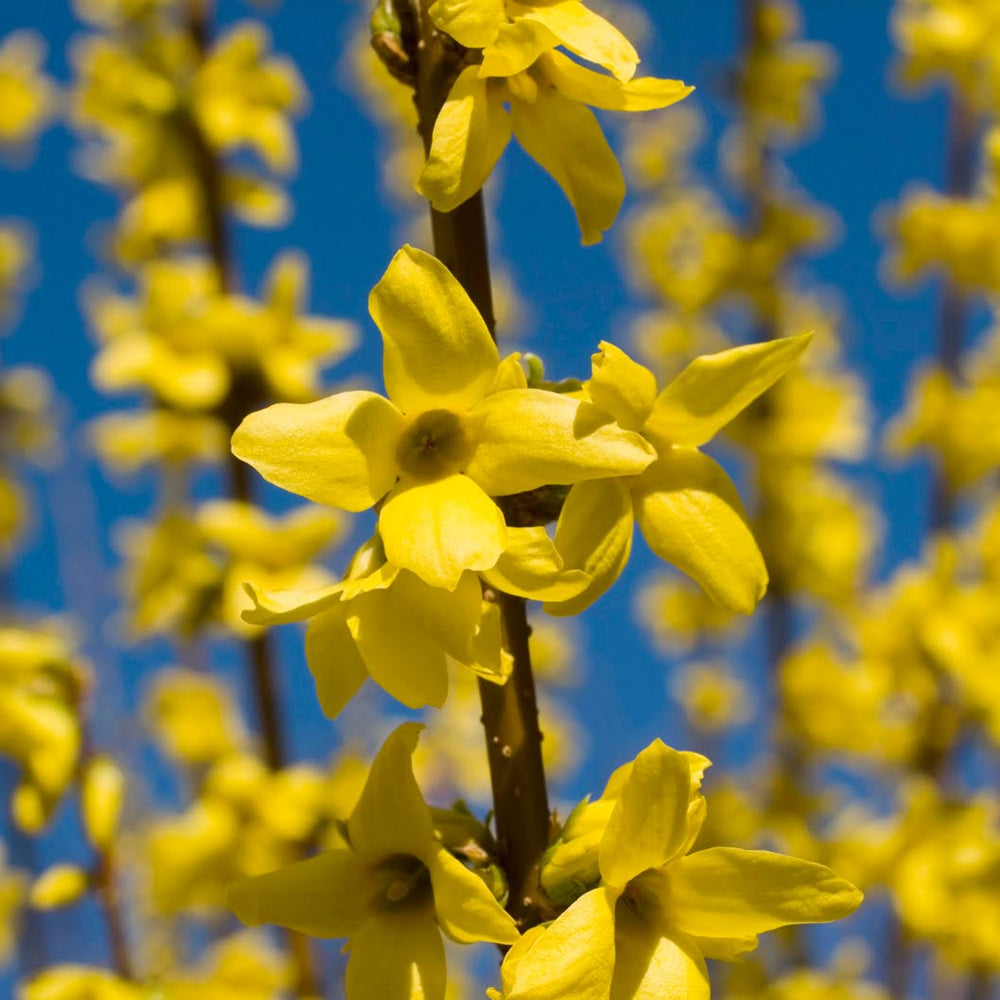Forsythia Nimbus (9cm)