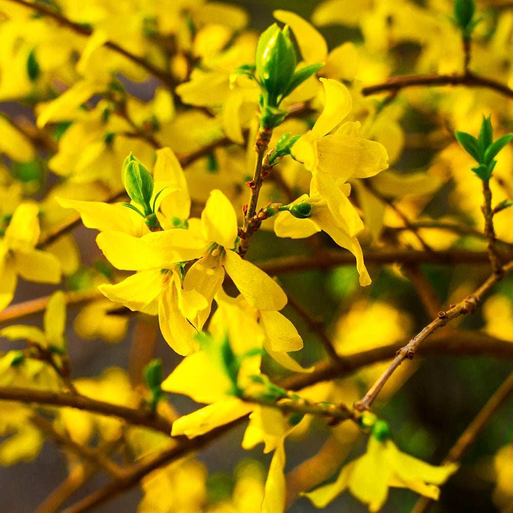 Forsythia Nimbus (9cm)