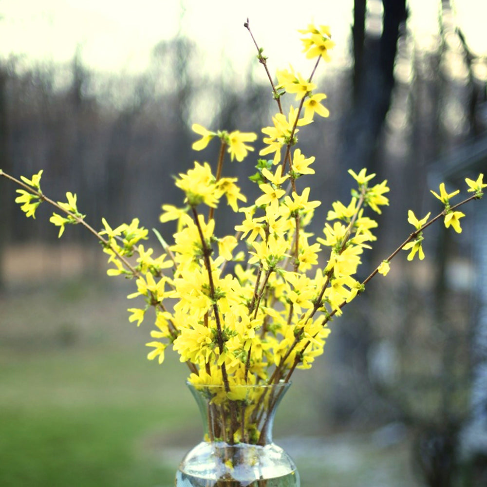 Forsythia Nimbus (9cm)