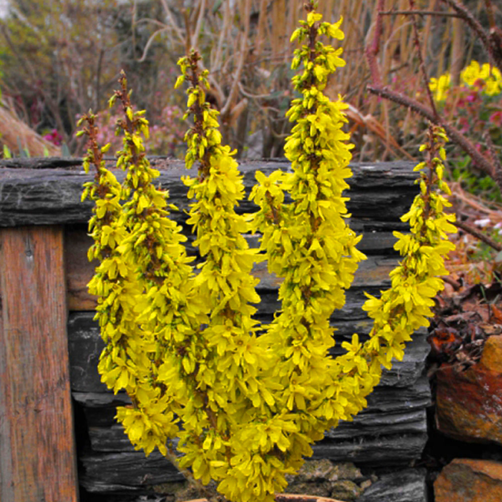 Forsythia Nimbus (9cm)