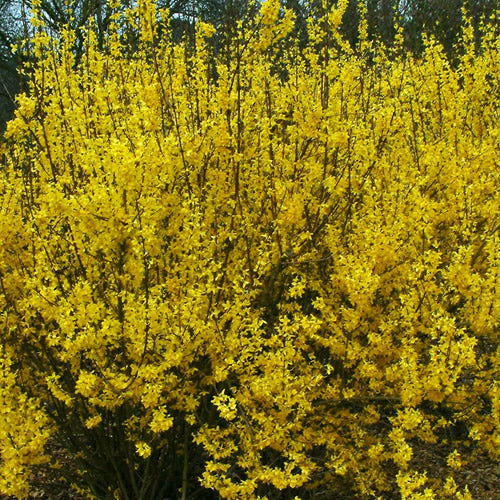 Forsythia Weekend (9cm)