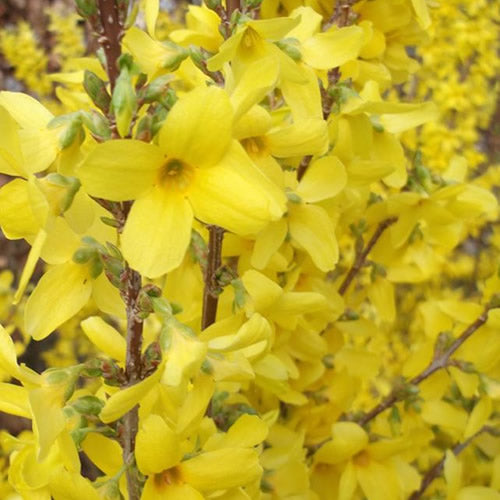 Forsythia Weekend (9cm)