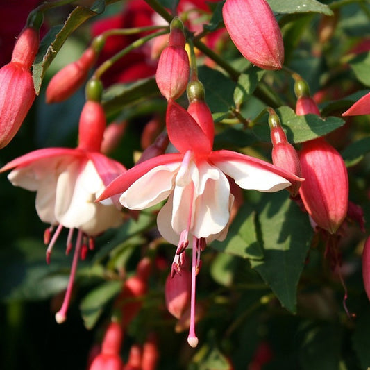 Fuchsia Alice Hoffman (9cm)