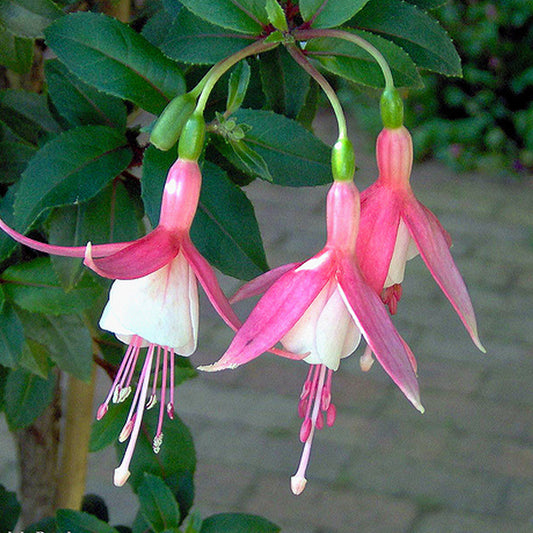 Fuchsia Cloverdale Pearl (9cm)