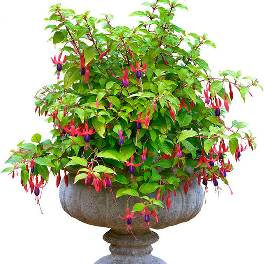 Fuchsia Genii (9cm)